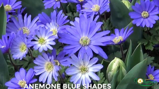 Anemone Blue Shades