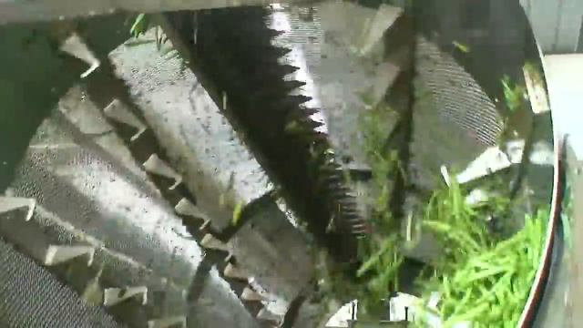 Фасоль зеленая стручковая смотреть онлайн