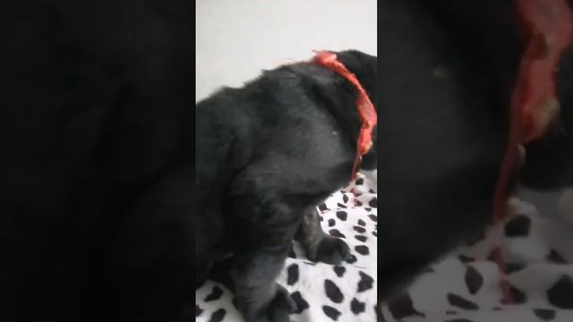 Самая стмпотяга кане корсо девочка смотреть онлайн