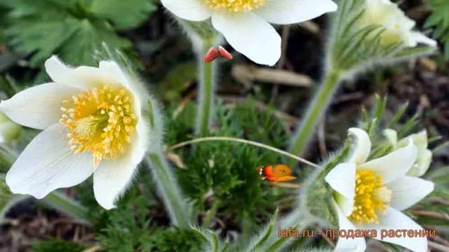 Прострел обыкновенный Вайт (pulsatilla vulgaris white) ? обзор: как сажать, саженцы прострела Вайт смотреть онлайн