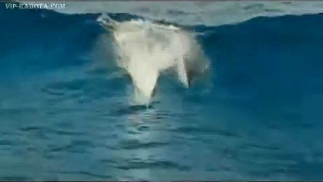 Шикарный релакс! Дельфины шикарная музыка! смотреть онлайн