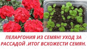 Выращивание пеларгонии из семян. Рассаде 3 недели.Уход за сеянцами. Подвожу итоги всхожести семян.