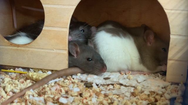 Сселение декоратривных крыс | Подселение крысенка к взрослой крысе смотреть онлайн