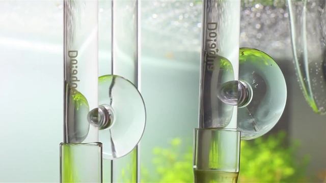 Ротала Индика или Аммания бонсай (Rotala indica or Ammania sp. Bonsai). смотреть онлайн