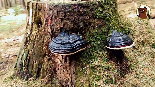 За грибами... смотреть онлайн