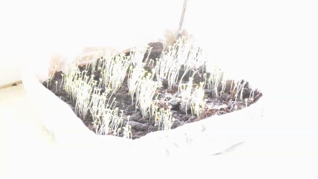 Рукола - четвертый день роста - таймлапс. смотреть онлайн
