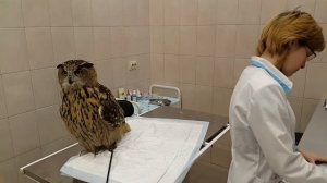 Филин Ёль на приёме у ветеринара