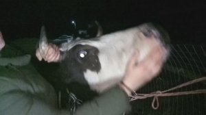 Стал рубец Как запустить желудок у коровы