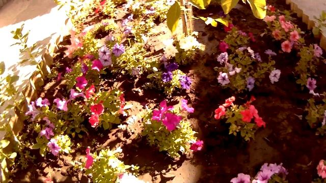 Качели, цветы, помидоры... смотреть онлайн