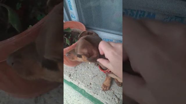 Яденето на дая смотреть онлайн