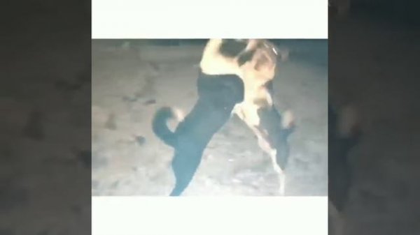 Dog fights | Angry Street dogs fighting | Dog Attacks | Pitbull attacks| Paws |Claws |Survival