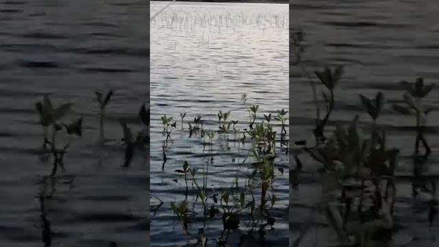 Рыбалка в Карелии! Рыбалка! Река! Отдых! смотреть онлайн