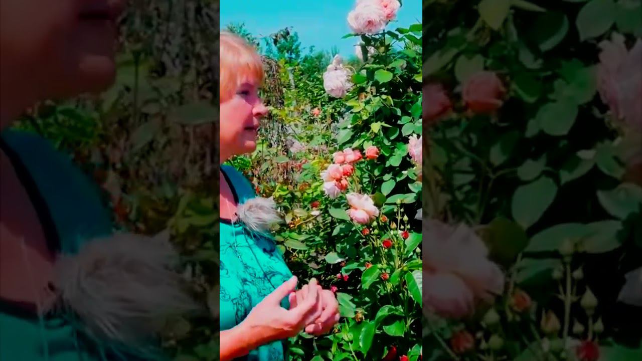 Роза Ред Эден Розе Эрик Таберли смотреть онлайн