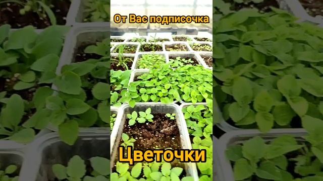 Выращиванием с душой ? смотреть онлайн