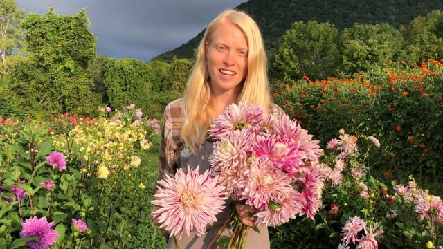 Dahlias for Short Seasons: Avignon смотреть онлайн