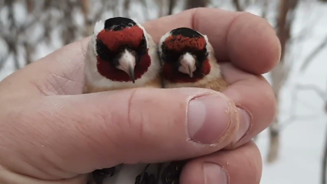 Ловля щеглов 23.02.2022 год. смотреть онлайн