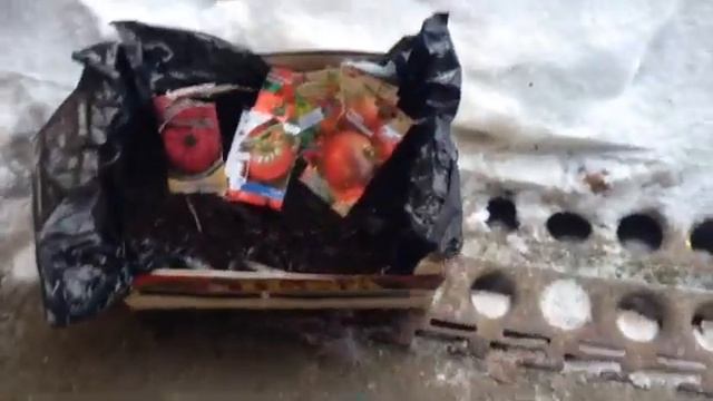 Мои посевы в январе ( смелый эксперимент выращивания томатов ) смотреть онлайн