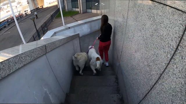 ПОЕЗДКА АЛАБАЕВ В МОСКВУ || АЛАБАИ ВПЕРВЫЕ гуляют у подножия башен МОСКВА-СИТИ || ALABAI смотреть онлайн