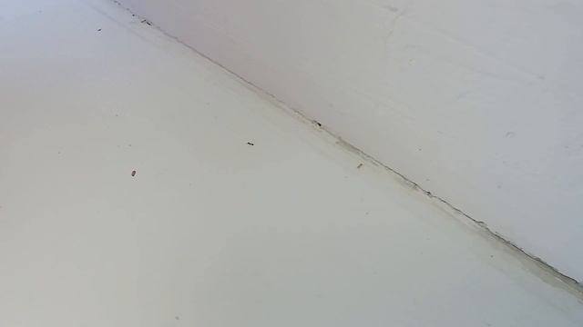 У нас пополнение зелёных бойцов! Росянки, венерина мухоловка, муравьи и жуки-знахари смотреть онлайн