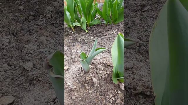 ТЮЛЬПАНЫ МОРОЖЕННОЕ #экзотка_цветов #тюльпаны_мороженное смотреть онлайн