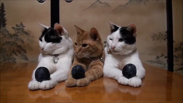 Обрезать Чернослив смотреть онлайн