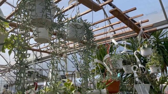 HOUSEPLANT TOUR + Mini HAUL | Spring Plant Shopping With Me!