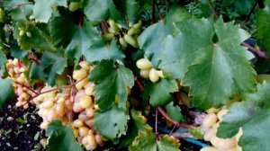 Виноград сорта Виктор в Псковской области