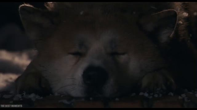 Хатико перед смертью. ????? смотреть онлайн