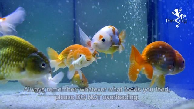 BANANA SLICE PARTY (Feeding My Goldfish & Shrimp with Banana Slice) смотреть онлайн