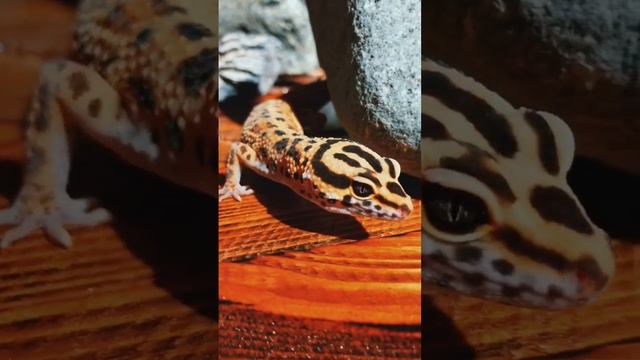 Какая морфа у эублефаров вам нравится больше?? #рептилии #животные #экзотика #зоомагазин #питомец смотреть онлайн