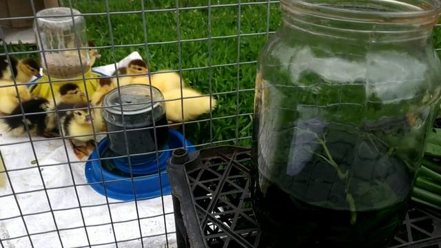 Рацион питания мускусных уток. Чем кормить индоутят для хорошего набора веса? смотреть онлайн