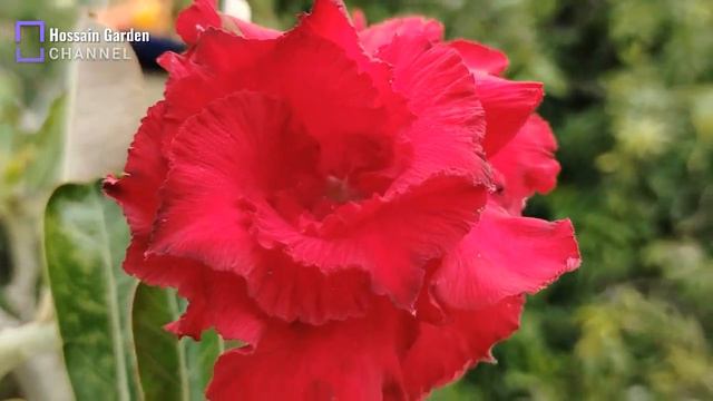 Willvine Hua Adenium Desert Rose смотреть онлайн