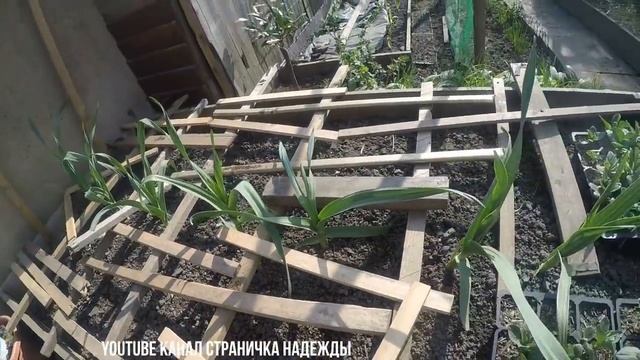 Ручная газонокосилка и огородный влог смотреть онлайн