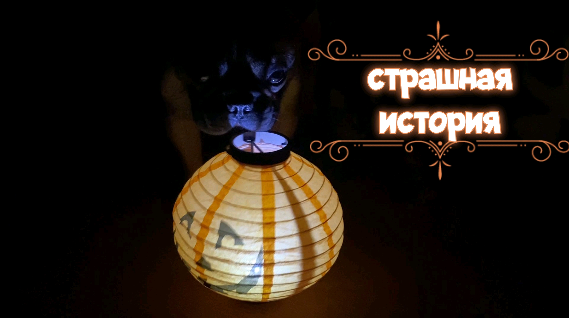 Страшный секрет французского бульдога Феди. Параанальные железы у собак и связанные с этим проблемы смотреть онлайн