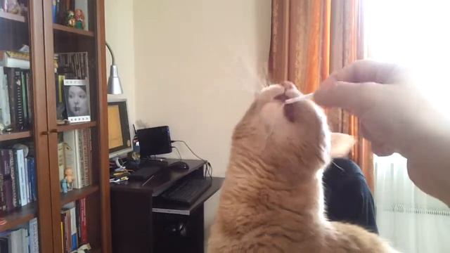 Кот играет с пенопластом смотреть онлайн