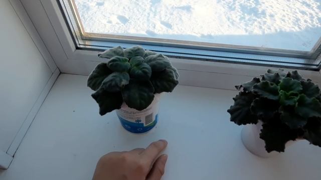 ЧТО НЕЛЬЗЯ ДЕЛАТЬ ЗИМОЙ С ФИАЛКАМИ смотреть онлайн