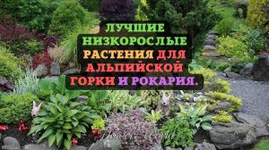 Лучшие низкорослые растения для альпийской горки и рокария.?