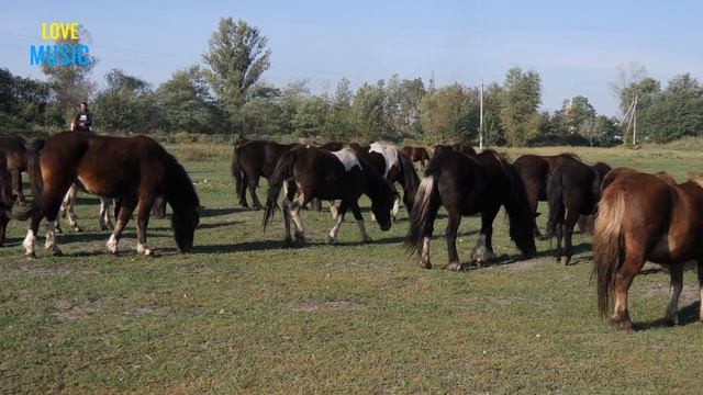 Лошади 4K Video Ultra HD Relaxing Music - Horses Footage смотреть онлайн