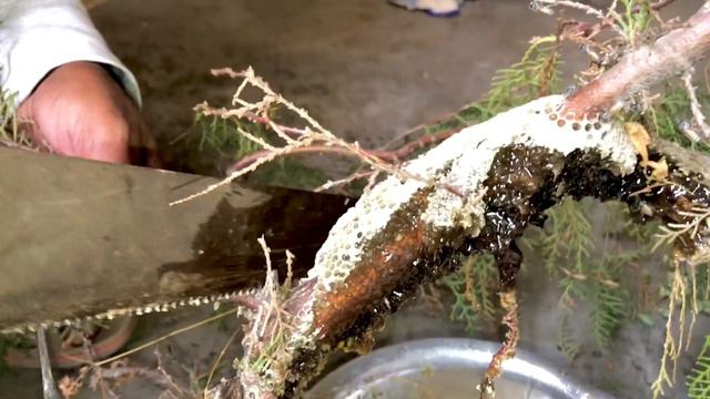 Many czn k sath MIl K HONEY UTARA смотреть онлайн