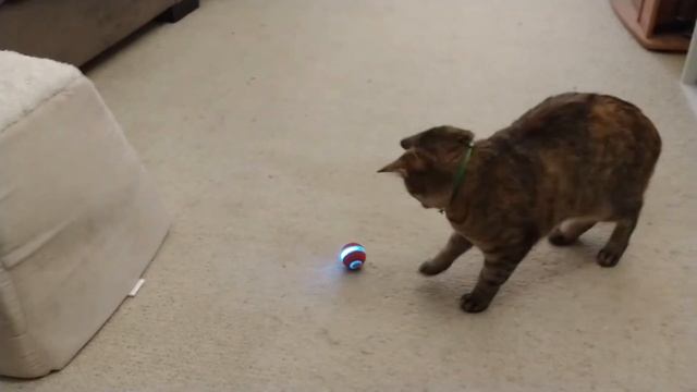 Cheerble Ball first look - Kickstarter cat toy смотреть онлайн