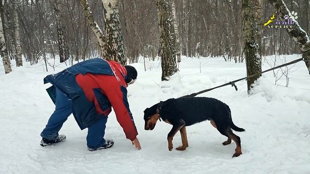 Облаивание переходящее в прикусывание, дрессировка босерона смотреть онлайн