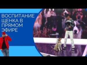 Воспитание щенка в прямом эфире (за кадром)
