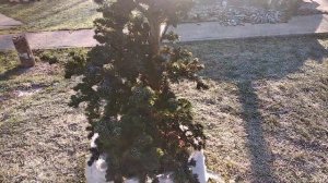 Новогодняя ель Лайки Страйк в саду зимой /Lucky Strike