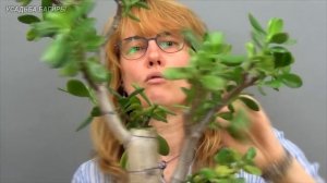 Обрезка взрослой крассулы (ч.9).