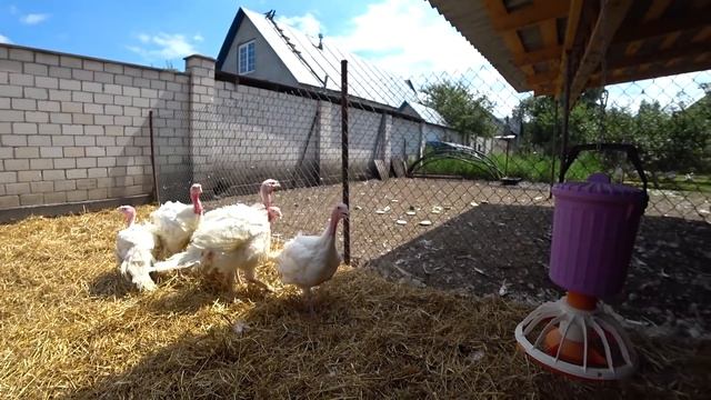 Великое переселение индейки под летний навес