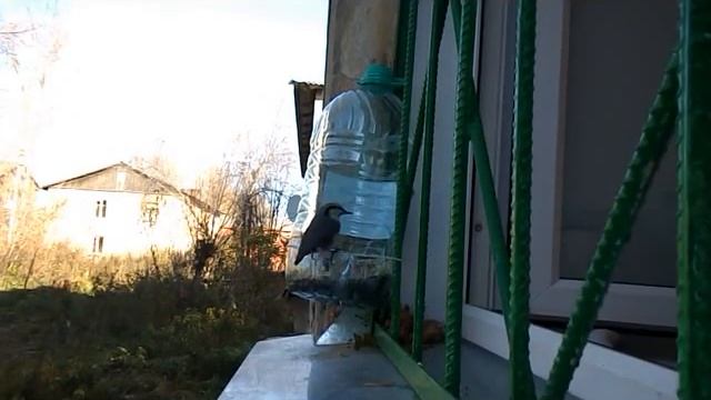 СИНИЧКИ У КОРМУШКИ И ПОПОЛЗЕНЬ ПРИСОСЕДИЛСЯ. смотреть онлайн