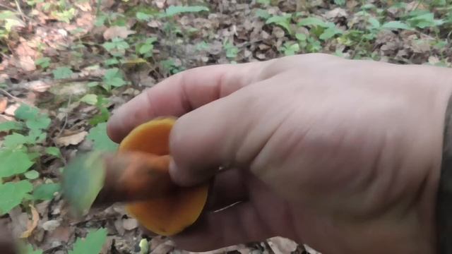 ГРИБЫ 2019. 12 ИЮНЯ. ЖАРА... СУШЬ...ГРИБОЧКИ ! смотреть онлайн