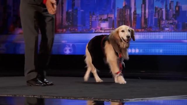 José and Carrie Dancing Dog Shows Her Sweet Moves America's Got Talent 2016 Auditions смотреть онлайн