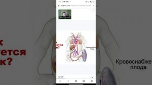 Ибрагимова о тампонах Гуйфей Бао - Жемчужина Принцессы