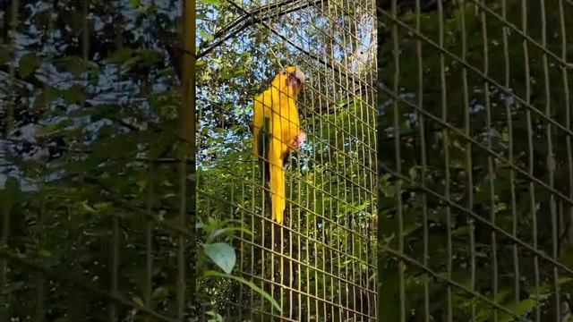 Бразилия. Желтый попугай смотреть онлайн